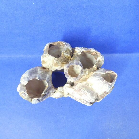 Barnacle Cluster 5" Long 178g Natural Specimen - Picture 2 of 11